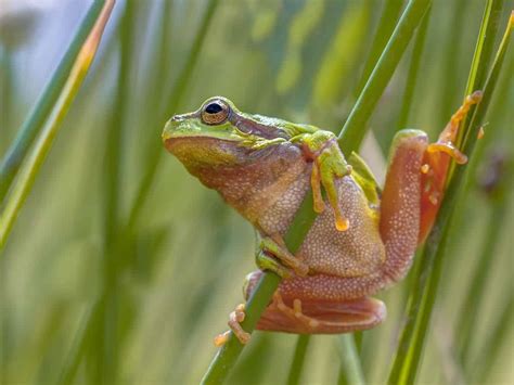 frog butt cheeks|Frog Butt 101: Everything You Need To Know About.